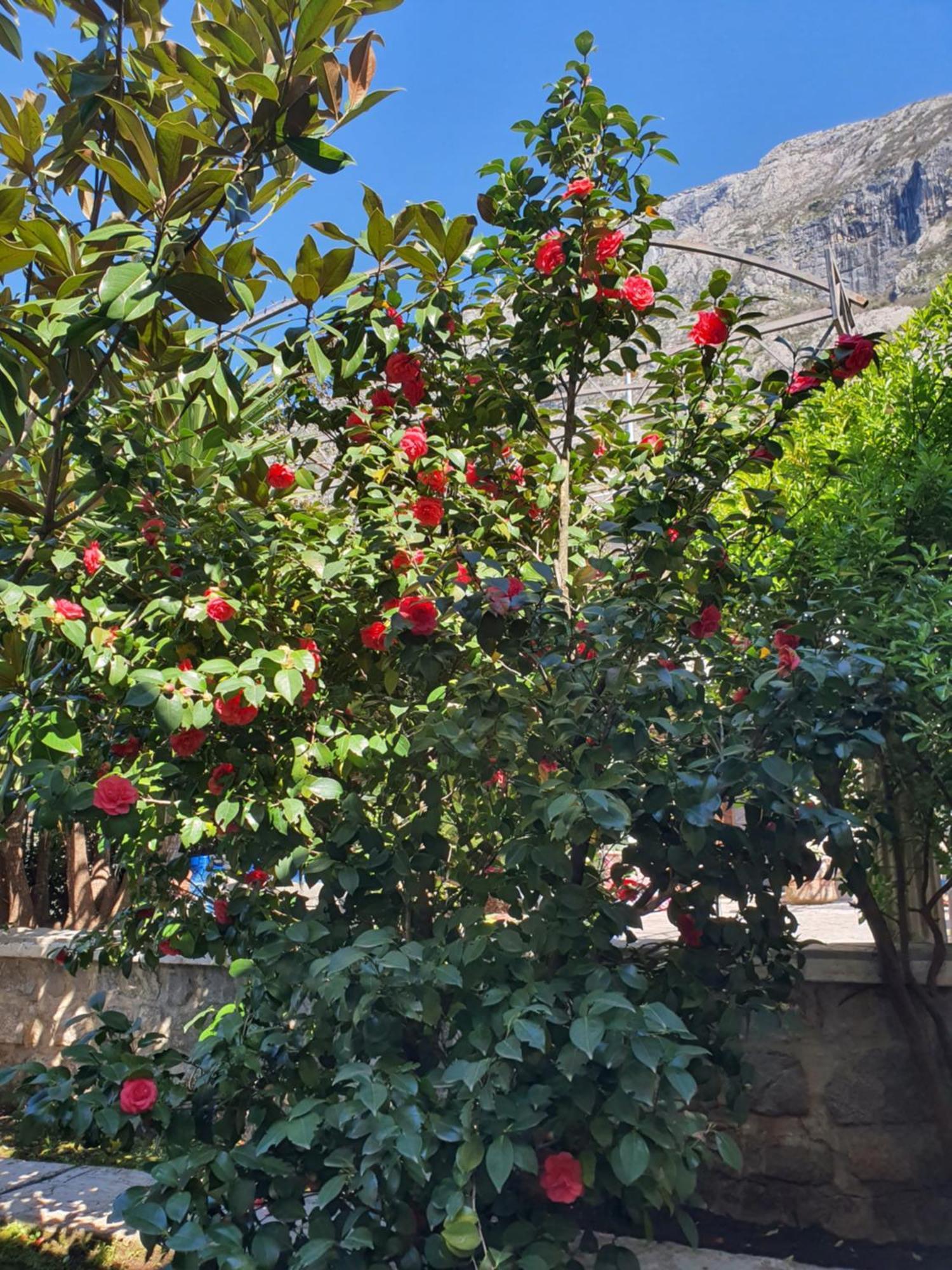 La Grande Apartments Kotor Exteriér fotografie